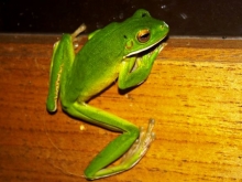 greentreefrog
