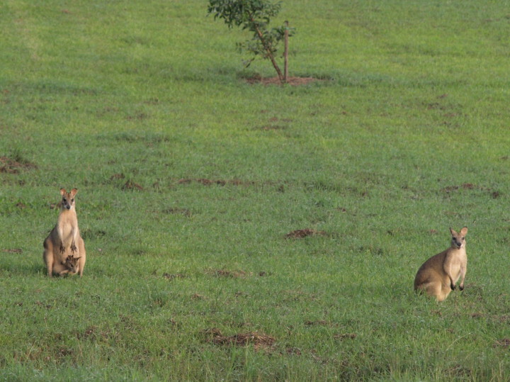 Agile Wallabies at Sweetwater Lodge